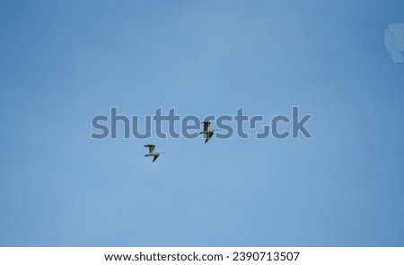a mating pair of spring curlew (Numenius arquata) in low level flight, clear blue sky