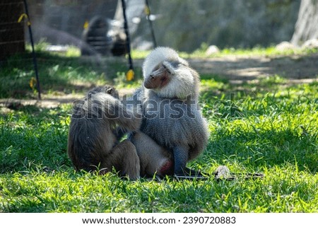 A photo of two Hamadryas Baboons