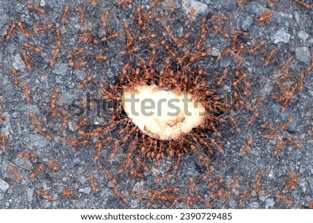 Red ants gather around throw away sweet candy in the street
