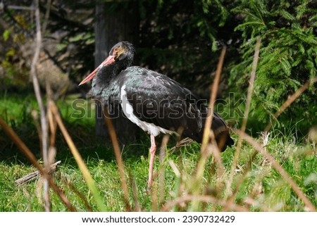 black stork standing near forest, sunlit black stork, Ciconia nigra Royalty-Free Stock Photo #2390732429