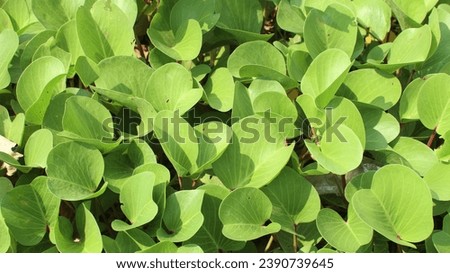 Ipomoea pes-caprae (L). A bunch of green Ipomoea pes-caprae (horseshoe) leaves Royalty-Free Stock Photo #2390739645
