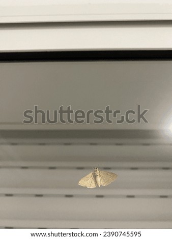 Picture of a flour butterfly on a house window glass