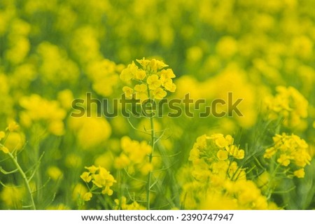 Close up and spring view of yellow rape flowers on the field at Andeok-myeon of Seogwipo-si, Jeju-do, South Korea
 Royalty-Free Stock Photo #2390747947
