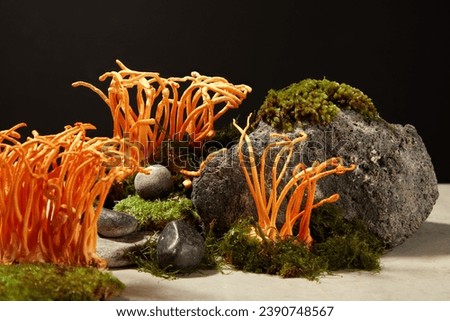 Minimal natural scene with cordyceps on green moss and gray block of stone displayed on black background. Space for product presentation, advertising photo. Healthy concept