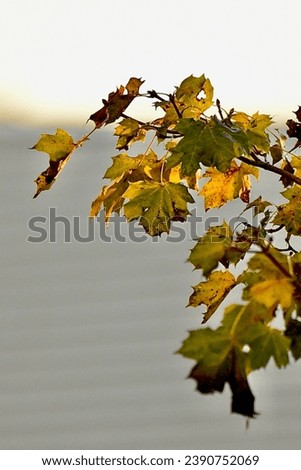 Burnished yellow leaves of Autumn in New England Royalty-Free Stock Photo #2390752069