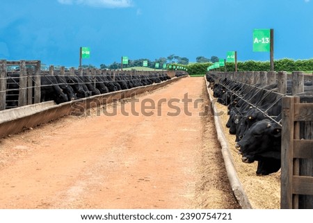Herd of Aberdeen Angus animals in a feeder area of a beef cattle farm in Brazil Royalty-Free Stock Photo #2390754721