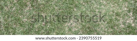 panorama green grass and brown dry leaves for background and wallpaper, Soil with green and brown dry grass, panoramic soil with green and brown dry grass, green wallpaper. 