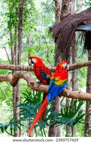 Two scarlet macaws on top of a tree trunk Royalty-Free Stock Photo #2390757429