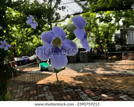 Laurel clock vine (Thunbergia laurifolia) flower in a sunny morning