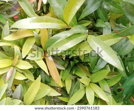 close up view of green leaves for background, tropical green leaves
