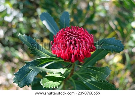 Close up of an Australian waratah in Royal National Park. Iconic flower emblem of New South Wales. Typical red Australian flower. Royalty-Free Stock Photo #2390768659
