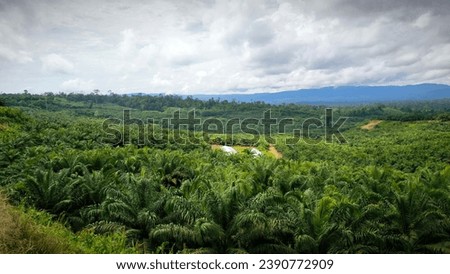 Palm plantation Lanscapes view at east Kalimantan taken from the  hills,beauty nature with cloudy sky Royalty-Free Stock Photo #2390772909