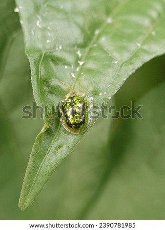 Macro photo of Cassida on a leaf