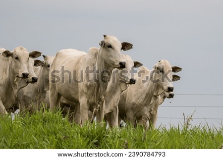 Portrait of a Nellore heifers  Royalty-Free Stock Photo #2390784793