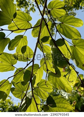 Light shining on green leaves  Bright, clear, beautiful patterns, easy on the eyes, natural backgrounds, leaves, tropical branches.  Basking in the warm morning sun.