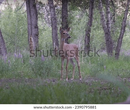 An adult deer is looking for food in the middle of the forest