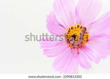 A larva of Helicoverpa armigera eats by sticking its head into the tubular part of a pink cosmos flower on a white background Royalty-Free Stock Photo #2390813303