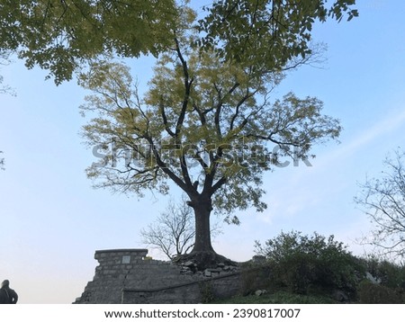 photo of plovdiv hill and tree