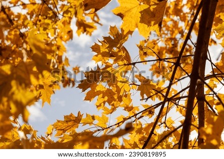 yellowing foliage on maples in autumn weather, maple tree during the autumn season before leaf fall