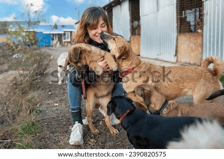 Dog at the shelter. Animal shelter volunteer takes care of dogs. Animal volunteer takes care of homeless animals. Royalty-Free Stock Photo #2390820575