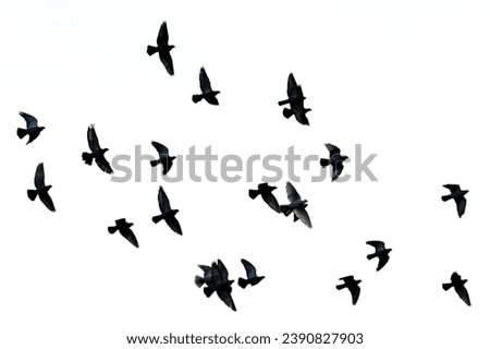 Flock of pigeon birds flying in the sky in residential area. Visible bird silhouettes. Czech republic nature. Royalty-Free Stock Photo #2390827903