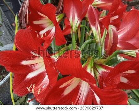 The rainy season has arrived, the amaryllis flowers are starting to bloom