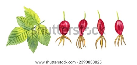 Wild rose hips and leaves on a branch watercolor illustration set of elements on an isolated background. Hand drawn red ripe berries of a medicinal plant and a twig. Clipart for packaging design.