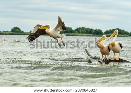 Three pelicans (Pelecanidae, Pelecanus) sitting on a branch in the morning mood in the Danube in the Danube Delta Biosphere Reserve, Delta Dunarii near Tulcea, Wallachia, Romania, Donaudelta Royalty-Free Stock Photo #2390845827