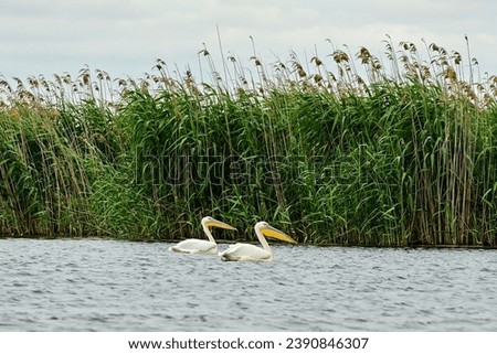 Pelicans (Pelecanidae, Pelecanus) in the Danube in the Danube Delta Biosphere Reserve, Delta Dunarii near Tulcea, Wallachia, Romania, Donaudelta	