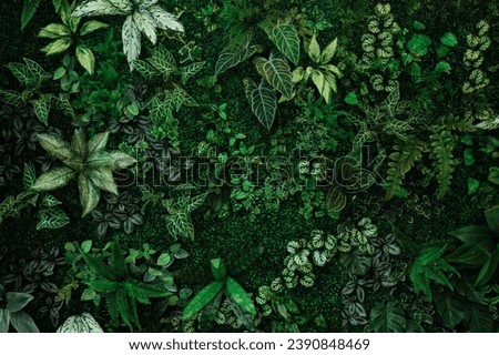 abstract green leaf texture, tropical leaf foliage nature dark green background Royalty-Free Stock Photo #2390848469
