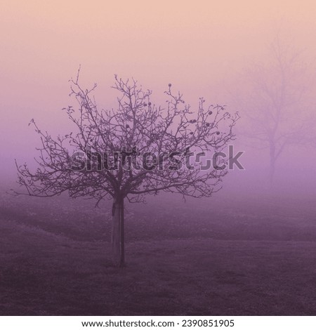 Magical landscape, lonely apple tree in morning mist, mystical atmosphere, autumn weather, color background for text