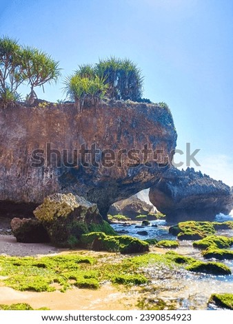 Mossy phenomenon and large coral rocks on the South Sea Coast, Yogyakarta, Indonesia. Nature in framing and composition.