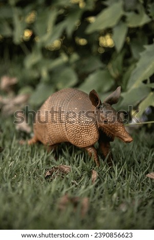 the Armadillo, this animal have a rock skin for self defense.
