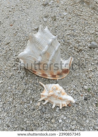 see snails in rocky sand have the general name of soft,shelless animals that fall into the gastropoda class,diffrentiated by shape and color such as sports or horns Royalty-Free Stock Photo #2390857345