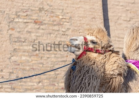 Bactrian camel, also known as the Mongolian camel on the streets of Khiva, Uzbekistan Royalty-Free Stock Photo #2390859725
