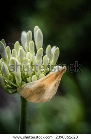 Close up image of white Agapanthus flower in bud.