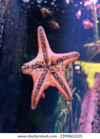 This is a picture of starfish taken from Sydney sealife