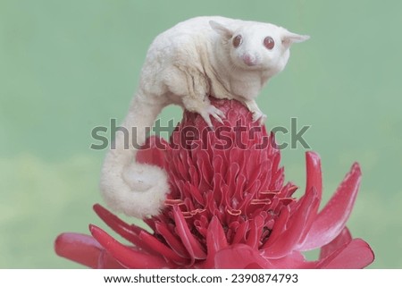 A female albino sugar glider is hunting for small insects on torch ginger flowers in full bloom. This marsupial mammal has the scientific name Petaurus breviceps.