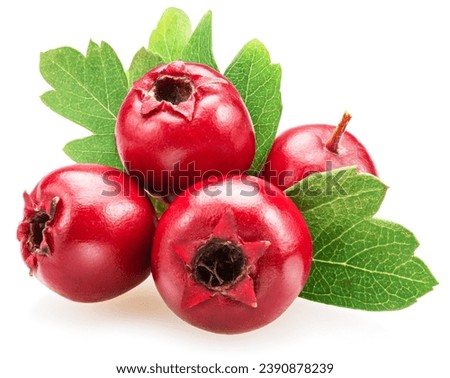Common hawthorn berries closeup on white background. Royalty-Free Stock Photo #2390878239