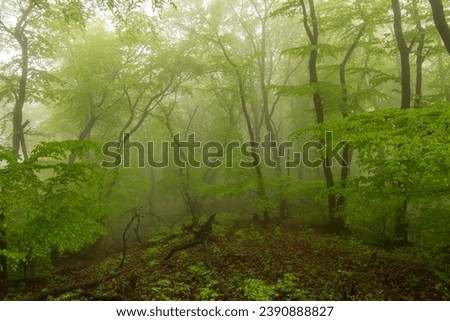 Beautiful mystical forest in blue fog in summer. Colorful landscape with enchanted trees with orange and red leaves. Scenery with path in dreamy foggy forest. Nature background