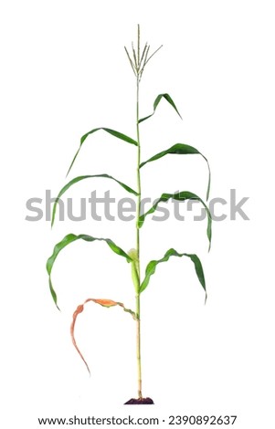Picture of a corn plant bearing fruit. Trees in winter. White background, background image, free space for examples of economic plants.