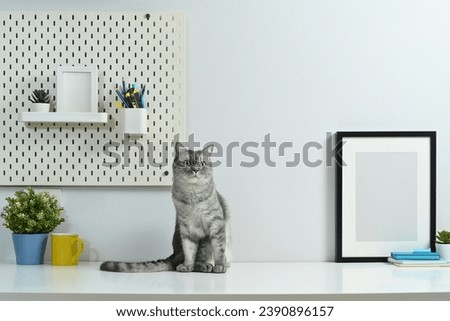Gray tabby cat sitting on white table with picture frame and potted plant. Domestic cat, cop space for text