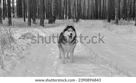 Siberian husky stands in a snowy winter forest. Black and white photography