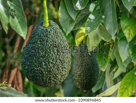 Ripe avocado fruits on the branches of an avocado tree on a sunny summer day. Royalty-Free Stock Photo #2390896845