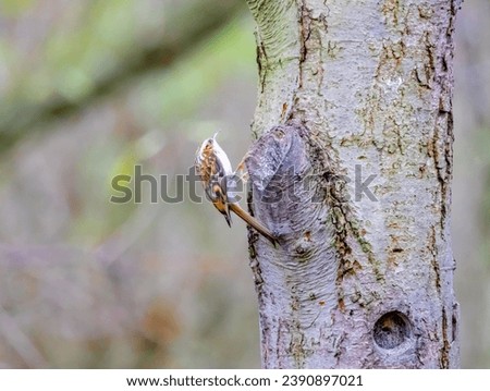 A Treecreeper searching for insects and bugs.