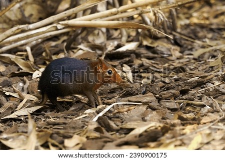 The black and rufous elephant shrew (Rhynchocyon petersi), the black and rufous sengi or the Zanj elephant shrew in thick dry branches. Royalty-Free Stock Photo #2390900175
