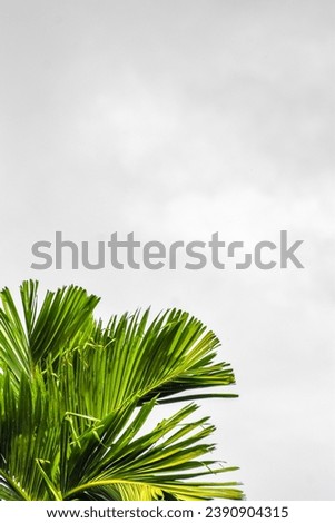 palm tree leaves with white background