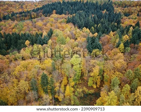 Colorful autumn forest in Kraichgau, Germany photographed with a drone.