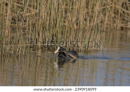 Coot with branch in its beak intent on building the nest. Po Delta. Natural park