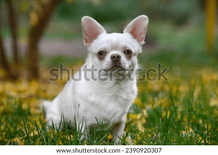 white chihuahua dog sitting outdoors in autumn Royalty-Free Stock Photo #2390920307